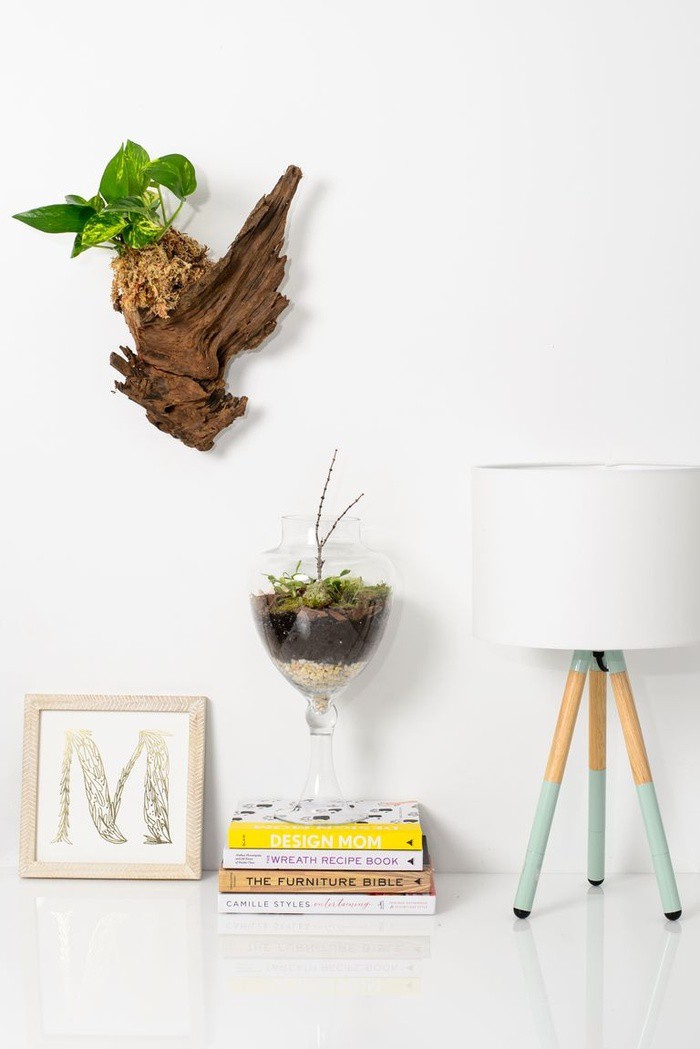 Decor nh&agrave; sang xịn nhờ chậu c&acirc;y được l&agrave;m từ... gốc c&acirc;y kh&ocirc; - Ảnh 6.
