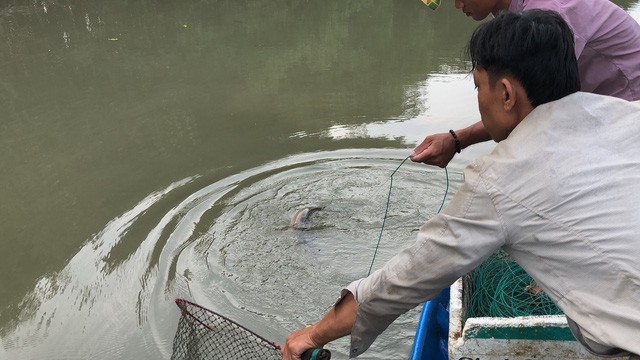 Săn cá ngát đêm ở Sài Gòn - Ảnh 8.