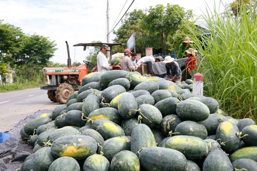 Dưa hấu lại chờ giải cứu
