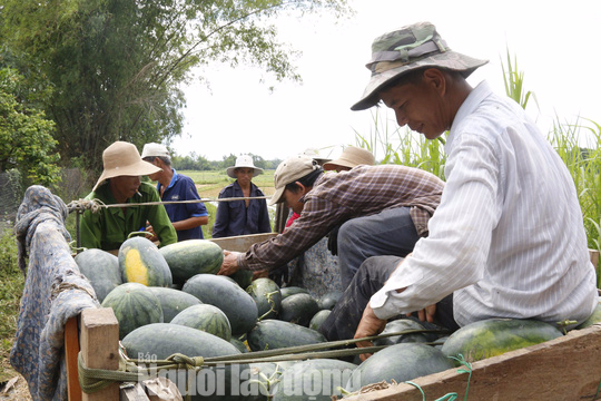 Xã gửi thư cảm ơn vì đã "giải cứu" hơn 600 tấn dưa hấu