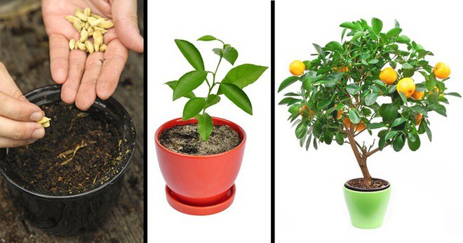 8 loại c&acirc;y ăn quả n&ecirc;n trồng trong nh&agrave; m&igrave;nh - Ảnh 1.