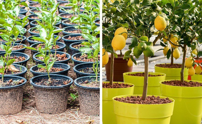 8 loại c&acirc;y ăn quả n&ecirc;n trồng trong nh&agrave; m&igrave;nh - Ảnh 2.