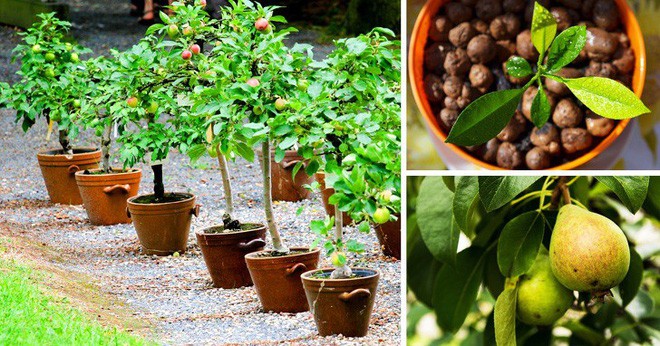 8 loại c&acirc;y ăn quả n&ecirc;n trồng trong nh&agrave; m&igrave;nh - Ảnh 4.
