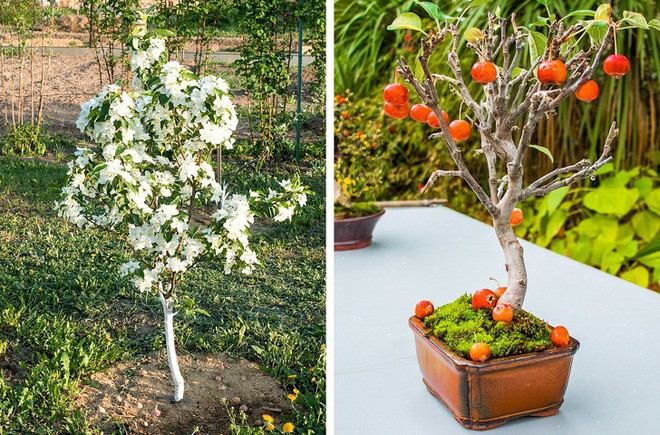 8 loại c&acirc;y ăn quả n&ecirc;n trồng trong nh&agrave; m&igrave;nh - Ảnh 5.