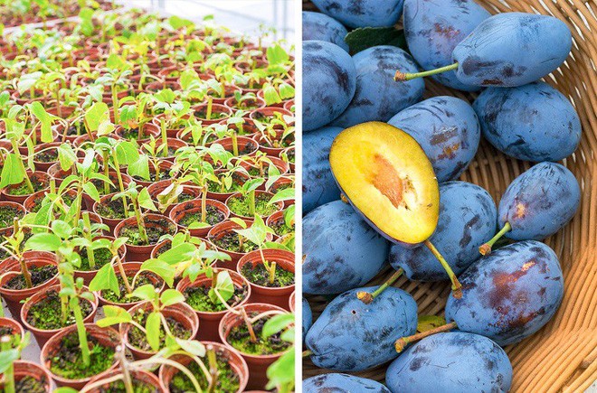 8 loại c&acirc;y ăn quả n&ecirc;n trồng trong nh&agrave; m&igrave;nh - Ảnh 6.