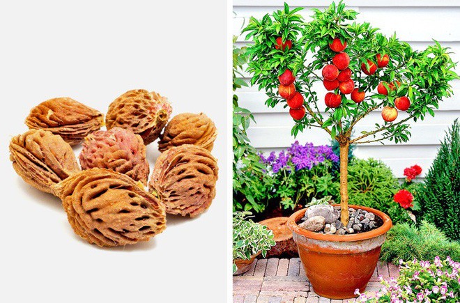 8 loại c&acirc;y ăn quả n&ecirc;n trồng trong nh&agrave; m&igrave;nh - Ảnh 8.