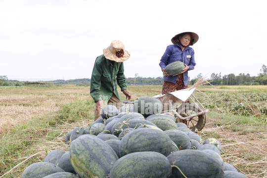 Một tuần, nh&oacute;m đồng hương giải cứu được 200 tấn dưa hấu - Ảnh 5.