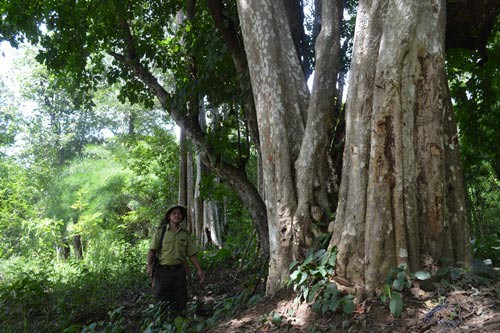 XÂU XÉ RỪNG YÓK ĐÔN (*): Thanh lọc kiểm lâm, cảm hóa lâm tặc
