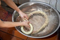 Chế biến rắn hổ trâu thành món nhậu