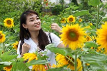 Đồi hướng dương rộng 25.000 m2 hút du khách đến Sapa