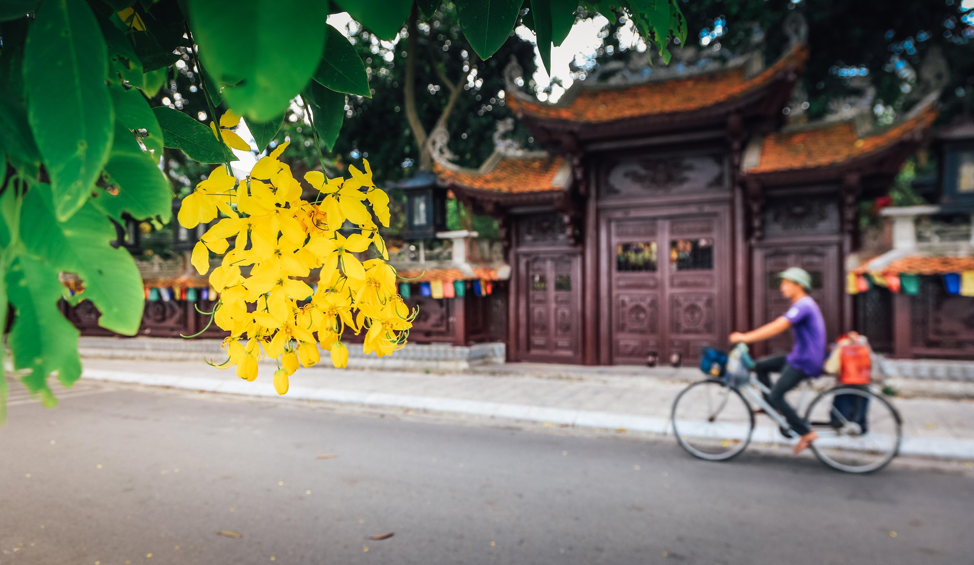 Ngắm vẻ đẹp xao xuyến của muồng ho&agrave;ng yến b&ecirc;n hồ T&acirc;y - Ảnh 2.