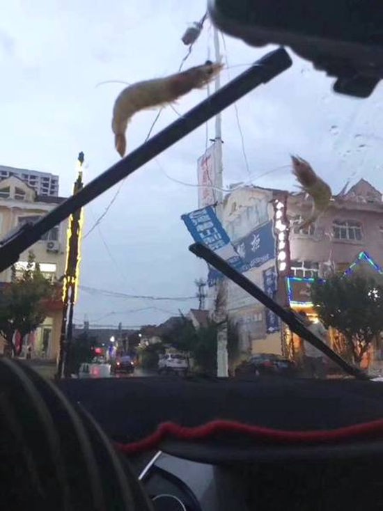 “Mưa” bạch tuộc, sao biển và tôm ở Trung Quốc - Ảnh 3.