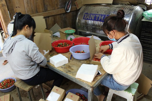 Treo d&acirc;u t&acirc;y lơ lửng tr&ecirc;n gi&agrave;n, l&atilde;i 2 tỉ đồng mỗi năm - Ảnh 4.