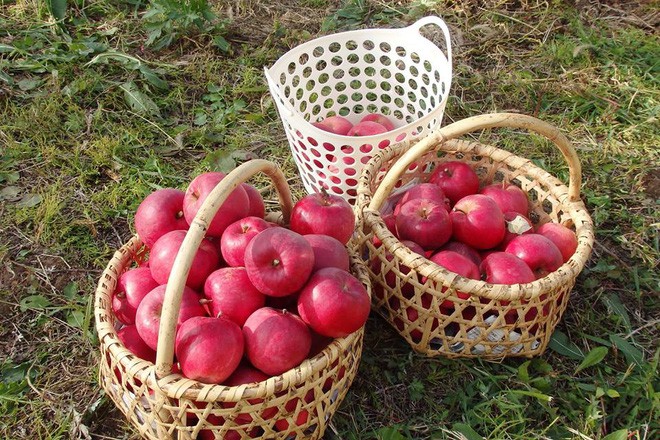 Vườn t&aacute;o đẹp như cổ t&iacute;ch của cụ &ocirc;ng người Nhật  - Ảnh 15.