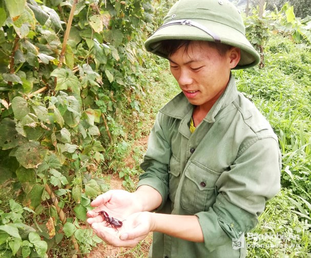 Lên biên viễn xứ Nghệ săn, chế biến món bọ hung tê giác - Ảnh 3.