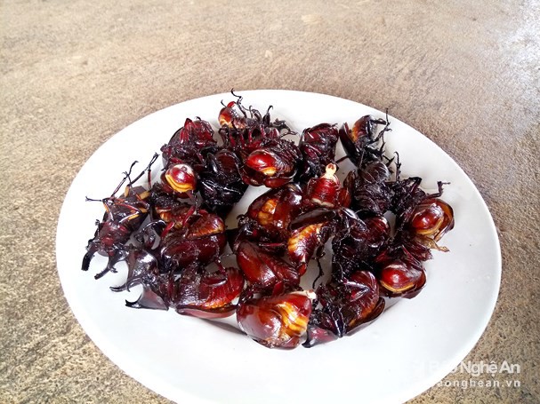 Lên biên viễn xứ Nghệ săn, chế biến món bọ hung tê giác - Ảnh 5.