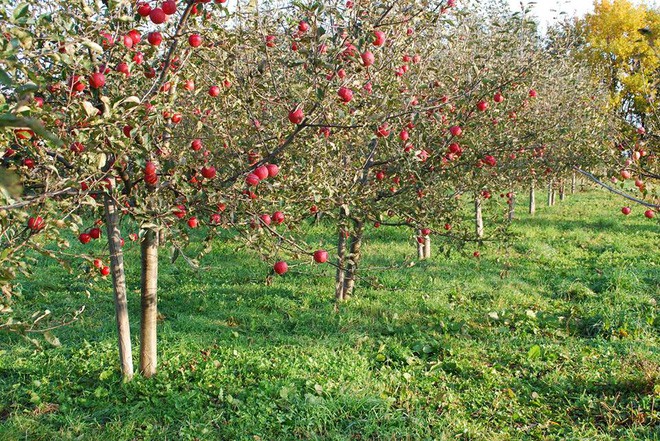 Vườn t&aacute;o đẹp như cổ t&iacute;ch của cụ &ocirc;ng người Nhật  - Ảnh 6.