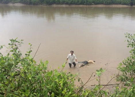 Đi thăm ao cá, tá hỏa phát hiện thi thể trôi trên sông Tiền