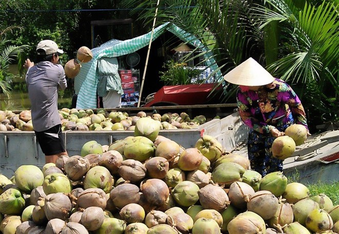 Giá dừa Bến Tre thấp kỷ lục 2.500 đồng/trái vì Trung Quốc ngưng mua