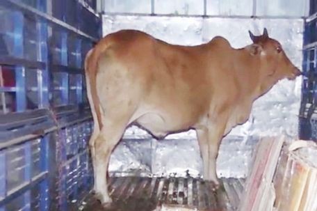 Trộm bò đang hoành hành ở miền Tây