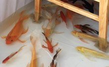 Quán cà phê độc lạ có cá bơi lội dưới chân khách