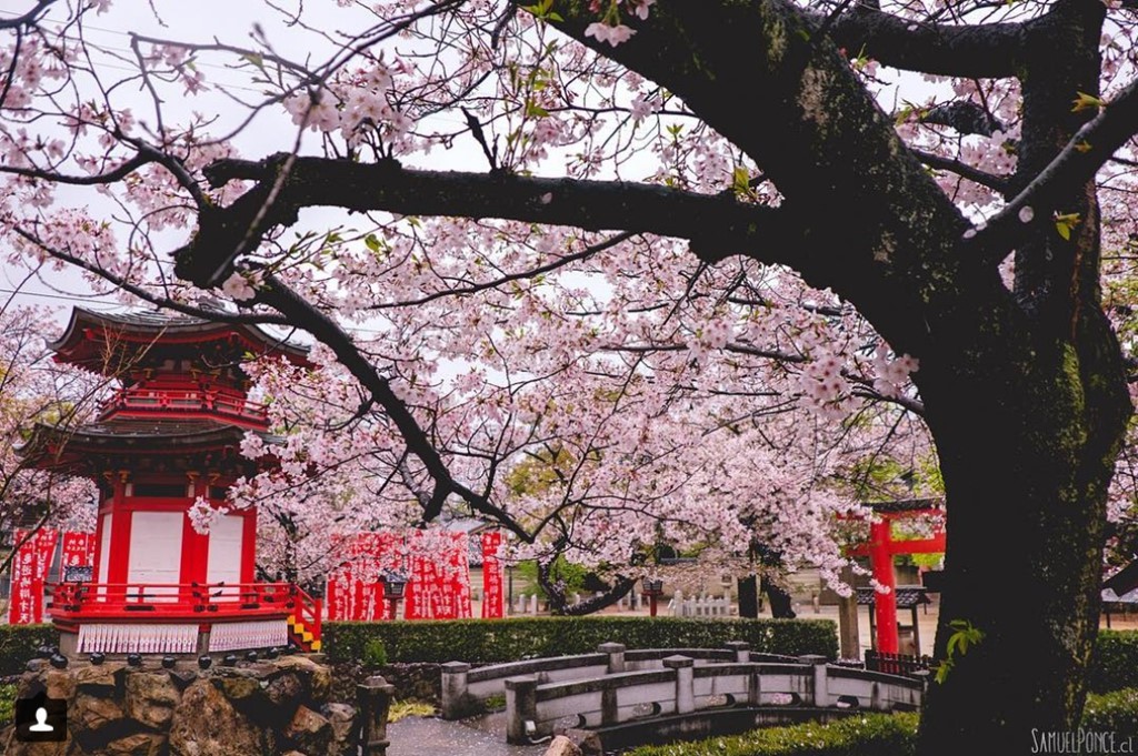 Những l&yacute; do bạn phải tới Osaka một lần trong đời - Ảnh 11.