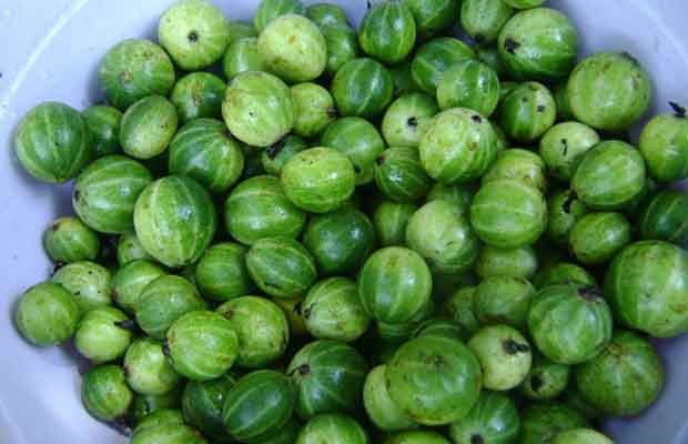 C&agrave; đắng nấu da tr&acirc;u - Ảnh 1.