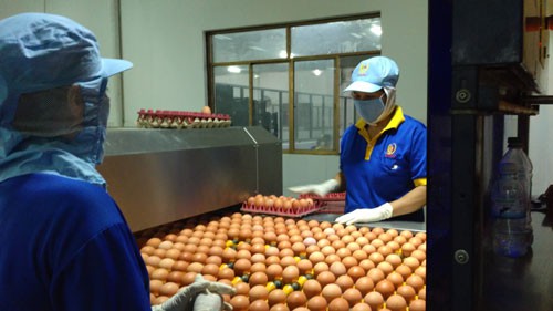 Gi&aacute; trứng g&agrave;, vịt tăng kỷ lục - Ảnh 1.