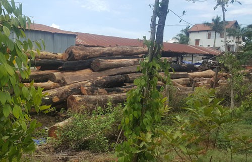 Gỗ lậu tung hoành biên giới