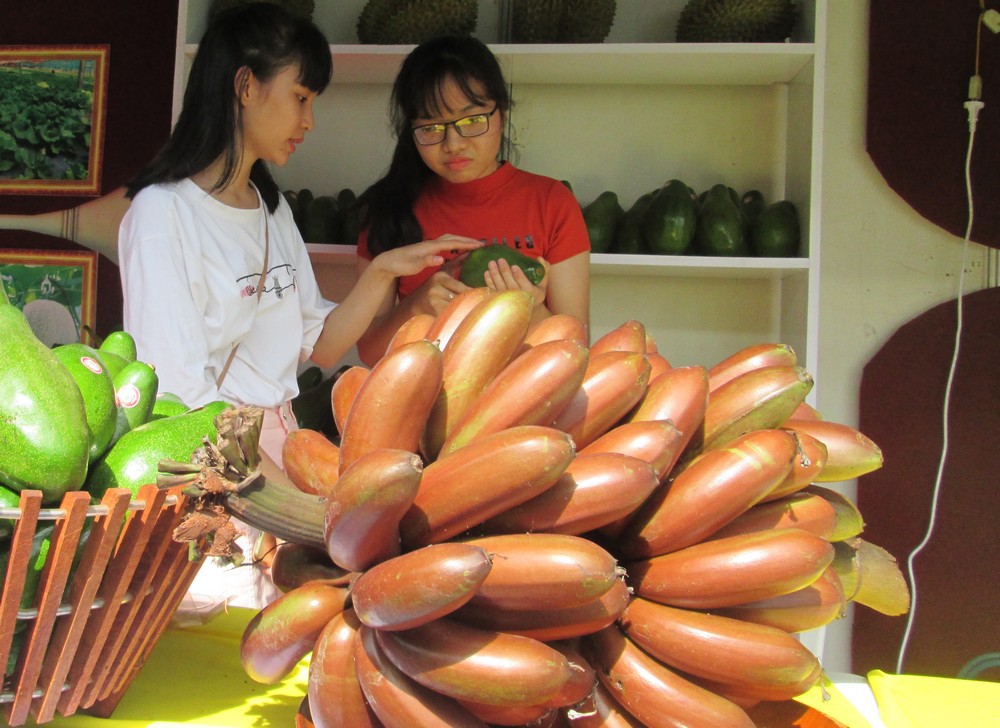 Thực hư về loại chuối đỏ 300.000 đồng/kg - Ảnh 2.