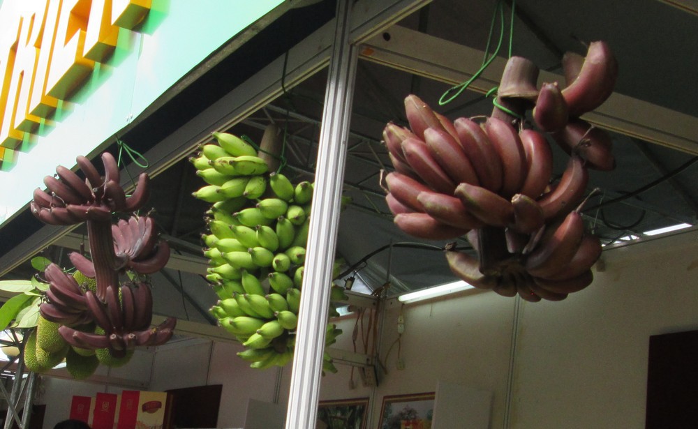 Thực hư về loại chuối đỏ 300.000 đồng/kg - Ảnh 3.