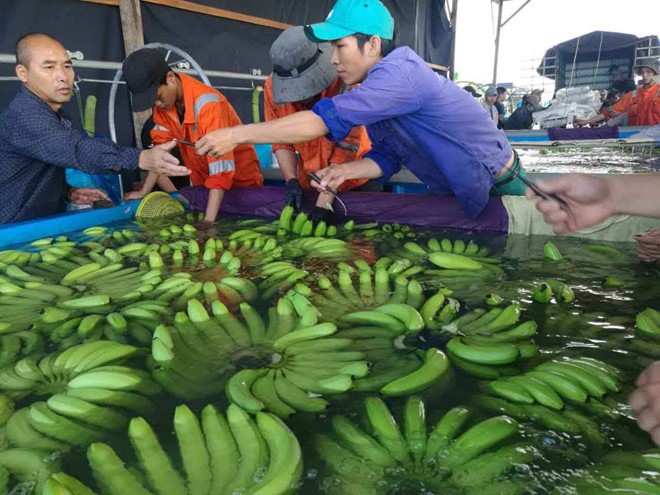 Bầu Đức tuy&ecirc;n bố sẽ trồng sầu ri&ecirc;ng, bơ - Ảnh 1.