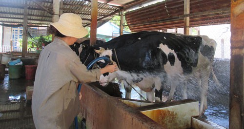 Hàng ngàn hộ nuôi bò sữa bỏ nghề