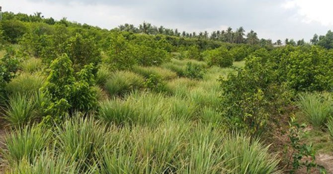 Cây sả ở vùng cù lao Tiền Giang “trồng chơi, ăn thật”