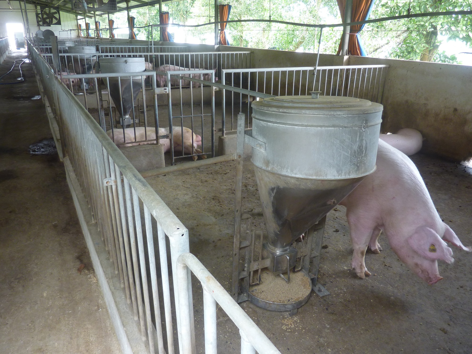 Rủi ro lớn, người nuôi vẫn chưa dám tăng đàn dù giá heo khá cao - Ảnh 1.