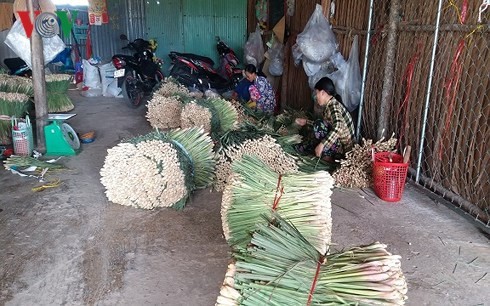C&acirc;y sả ở v&ugrave;ng c&ugrave; lao Tiền Giang &ldquo;trồng chơi, ăn thật&rdquo; - Ảnh 2.