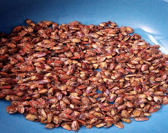 Ng&atilde; bổ ngửa với đặc sản c&ocirc;n tr&ugrave;ng v&ugrave;ng cao T&acirc;y Bắc - Ảnh 2.