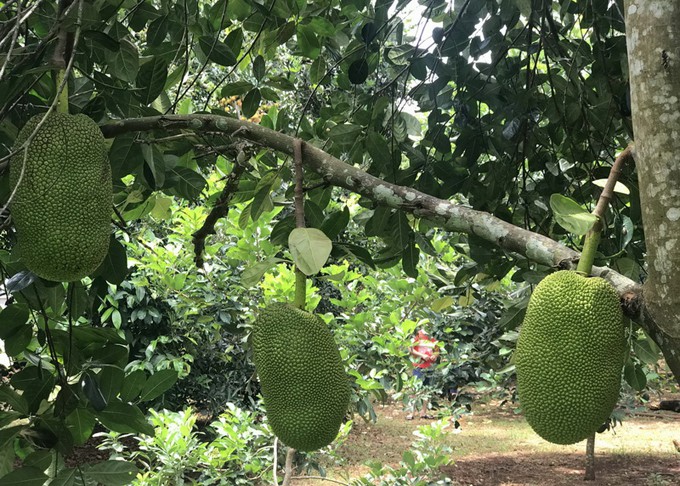 C&agrave;n qu&eacute;t thoả th&iacute;ch vườn tr&aacute;i c&acirc;y chỉ với 50.000 đồng - Ảnh 5.
