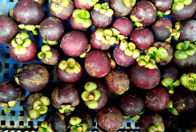 C&agrave;n qu&eacute;t thoả th&iacute;ch vườn tr&aacute;i c&acirc;y chỉ với 50.000 đồng - Ảnh 6.