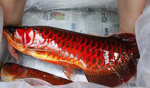 Huyền thoại về lo&agrave;i c&aacute; vẩy đỏ như m&aacute;u ở Biển Hồ - Ảnh 1.