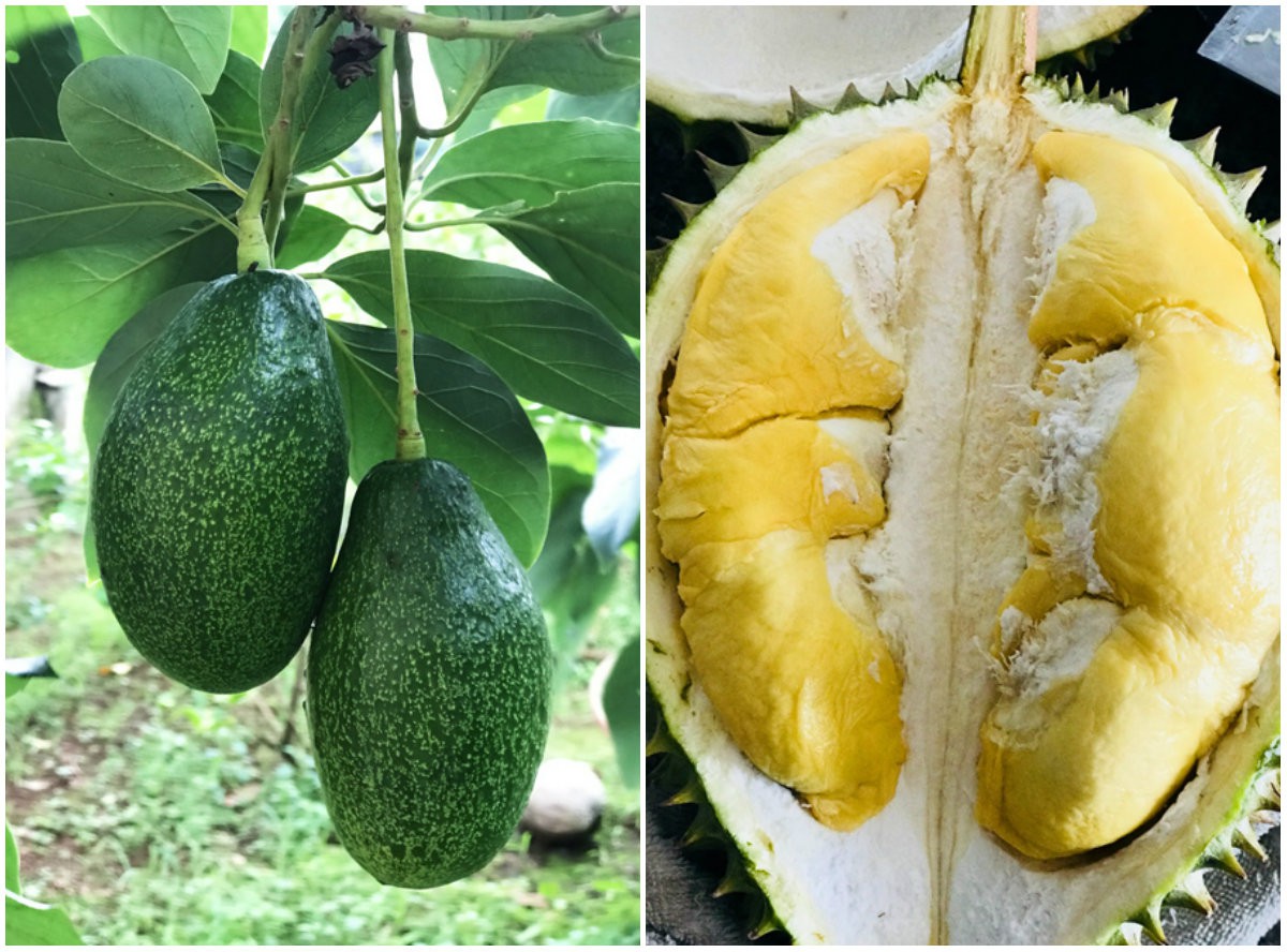 Càn quét thoả thích vườn trái cây chỉ với 50.000 đồng