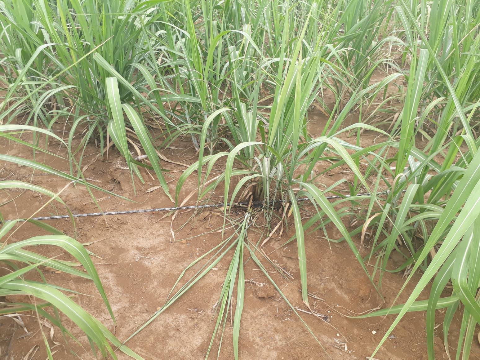 Vụ phóng điện 4 người chết cháy: Đơn vị viễn thông vi phạm nghiêm trọng - Ảnh 9.