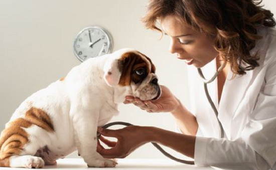 Cẩn trọng khi có vật nuôi trong nhà kẻo tiền tán, bệnh tật - Ảnh 2.