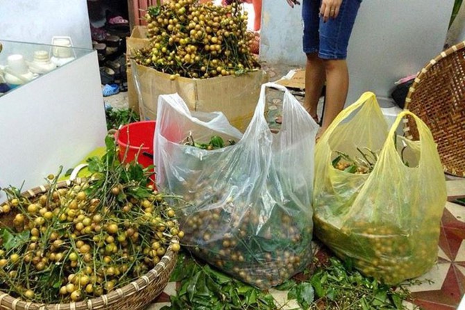 Quất hồng bì đầu mùa chín mọng, tiểu thương bán hết cả tạ mỗi ngày