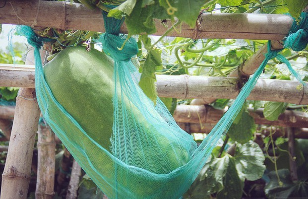 Khu vườn với những quả bí đao khổng lồ "nằm võng"