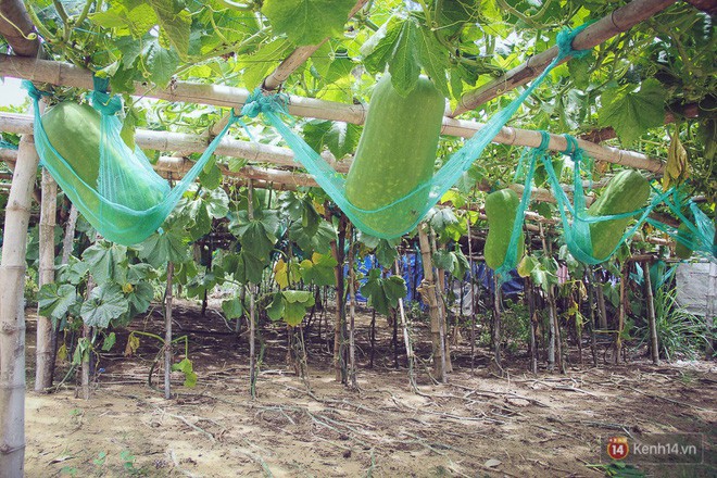 Khu vườn với những quả b&iacute; đao khổng lồ nằm v&otilde;ng - Ảnh 3.