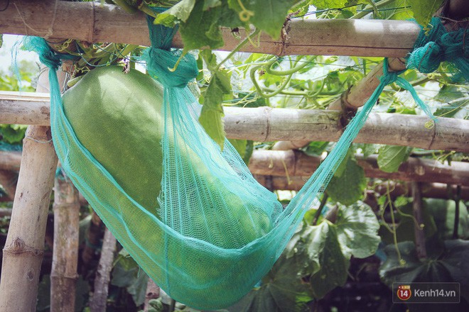 Khu vườn với những quả b&iacute; đao khổng lồ nằm v&otilde;ng - Ảnh 5.