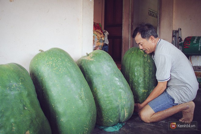 Khu vườn với những quả b&iacute; đao khổng lồ nằm v&otilde;ng - Ảnh 10.