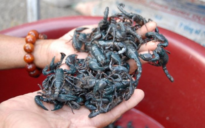 Đặc sản ngon trứ danh: bọ cạp vùng Bảy Núi! - Ảnh 6.