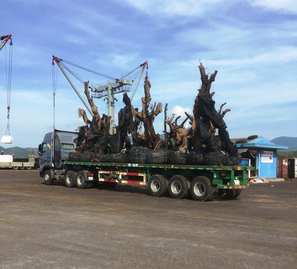 Nhiều cây "tiểu quái thú" đi bằng đường thủy ra Bắc